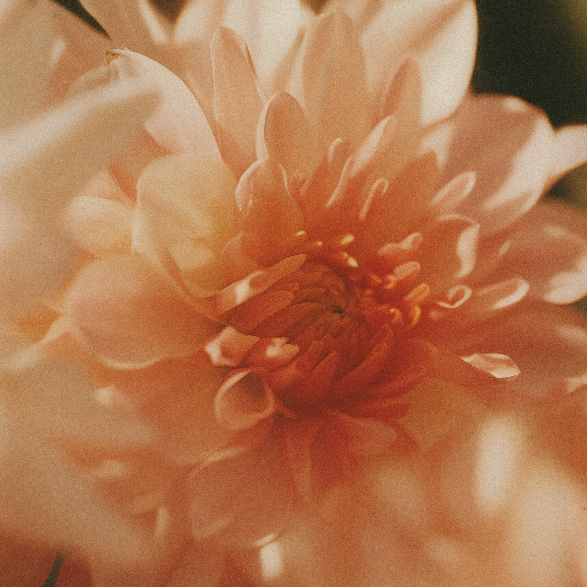 <div class="editor-content"><p>Emma T.</p></div>, 