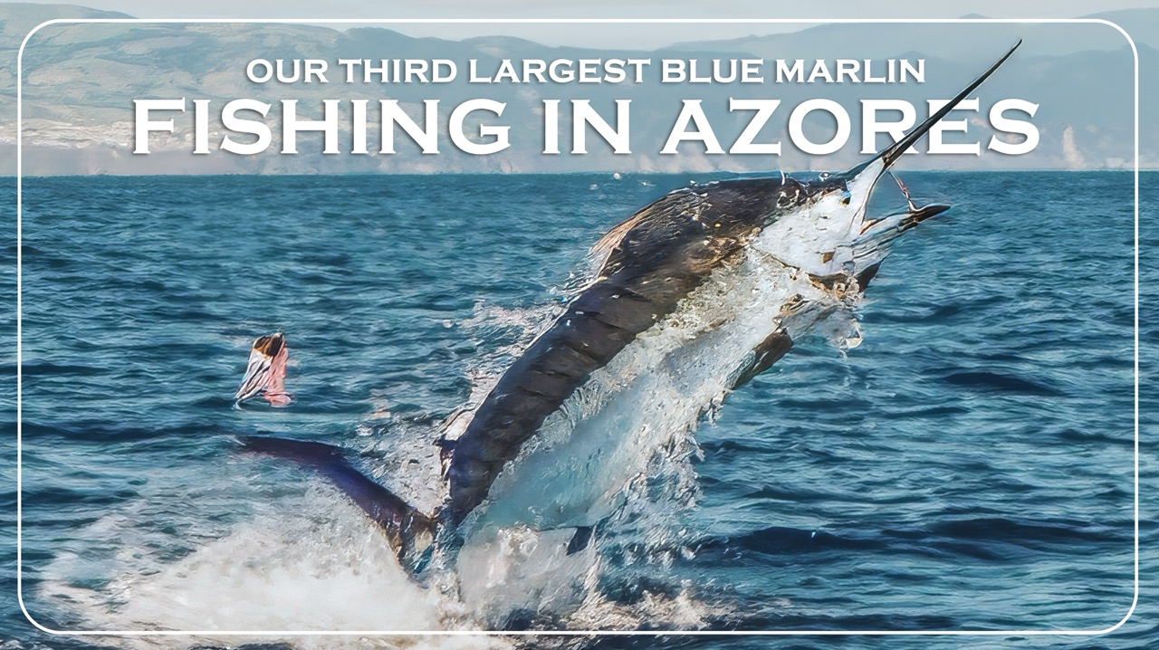 Fishing Azores: Our Third Largest Blue Marlin