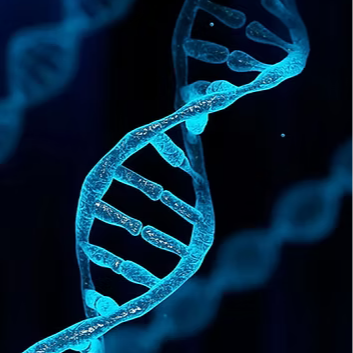 Enhanced Cellular Function
