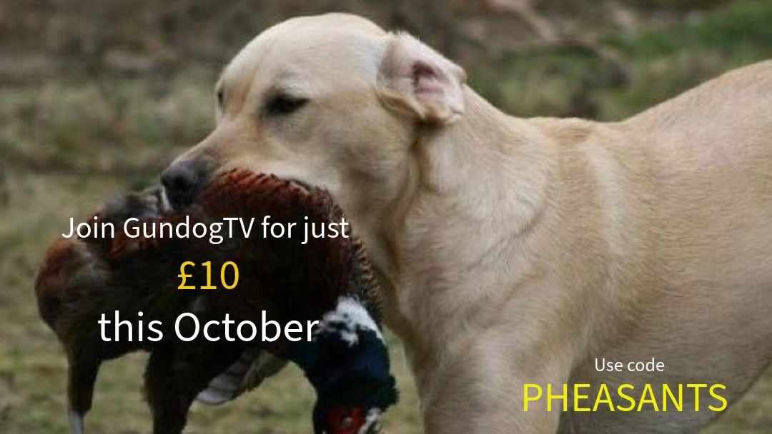 The pheasant season is here!