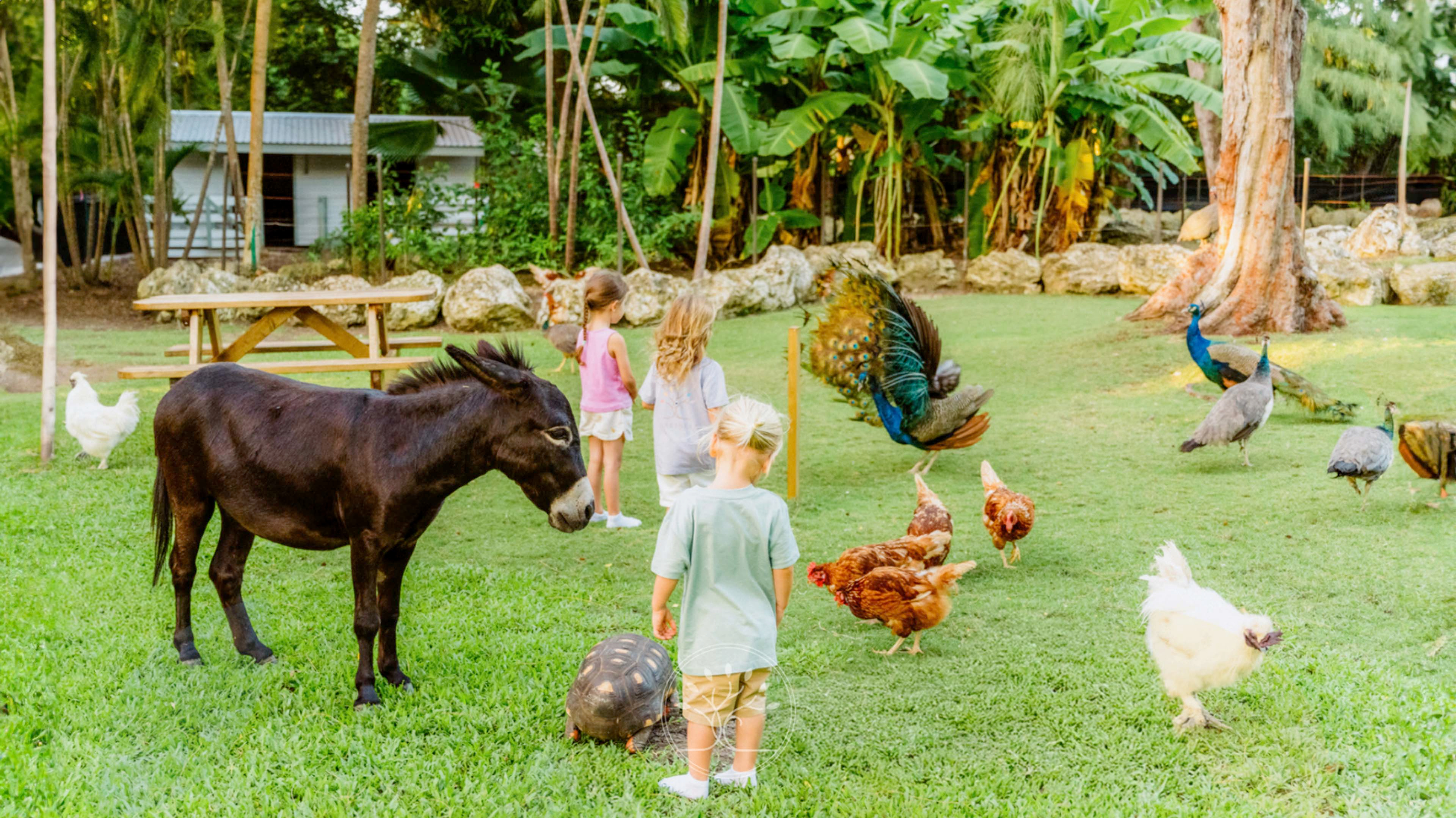 Marinela Holistic School: Barbados «