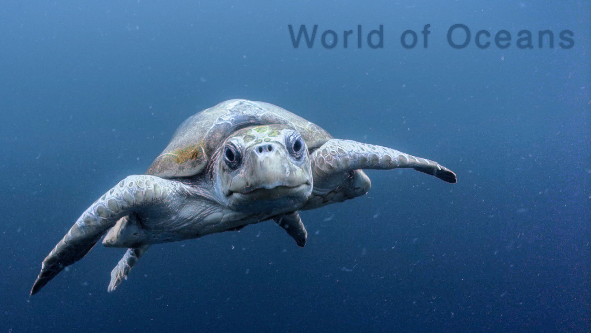World of Oceans